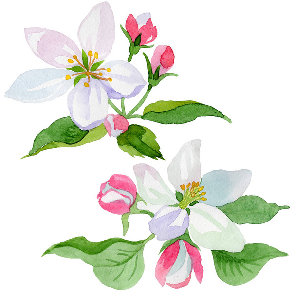 Akwarela apple blossom kwiat. Botaniczny kwiat kwiatowy. Element ilustracja na białym tle. - Zdjęcie, obraz