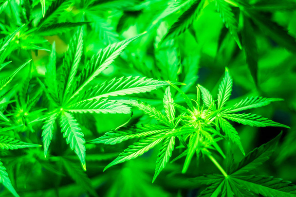 雑草を植えること。緑の背景。マリファナを葉します。マリファナの植物をクローズ アップ。平面図です。室内栽培を成長しています。大麻の花。医療大麻とマリファナの合法化. - 写真・画像