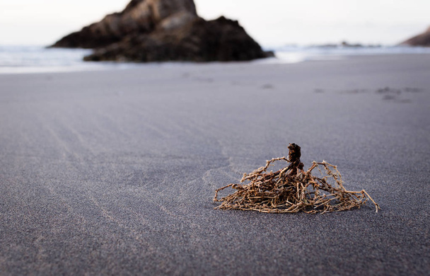 cola de la playa de Bayas, con restos de algas en primer plano, en Asturias, España
. - Foto, imagen