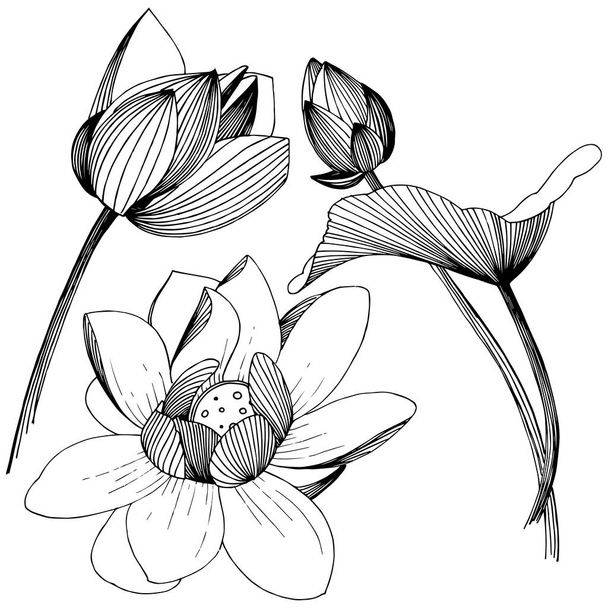 Lotosový květ ve stylu vektor, samostatný. Izolované ilustrace prvek. Celé jméno rostliny: lotus. Vector květina pro pozadí, textura, souhrnný vzorek, rám nebo hranice. - Vektor, obrázek