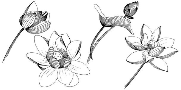 Lotusblume im Vektorstil isoliert. isoliertes Illustrationselement. voller Name der Pflanze: Lotus. Vektorblume für Hintergrund, Textur, Wrappermuster, Rahmen oder Rahmen. - Vektor, Bild