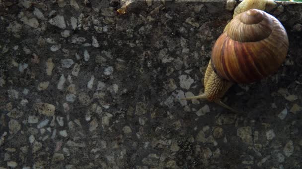 snail crawl with asphalt - Footage, Video