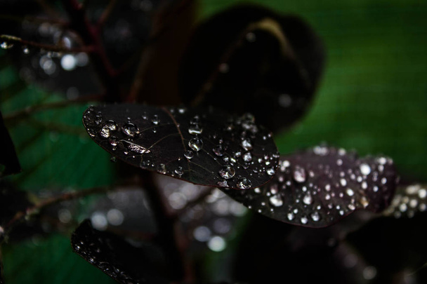 Pearl dew on leaves. - Фото, изображение