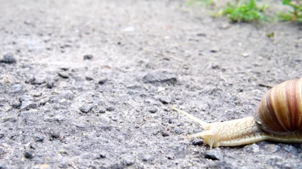 gateo de caracoles con asfalto
 - Imágenes, Vídeo