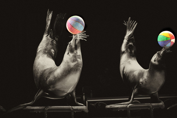 Circus Seal mientras juega sobre el fondo negro
 - Foto, Imagen