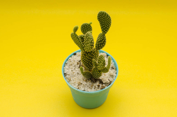 Little cactus on a plastic pot against yellow background. Little cactus on an aqua plastic pot  - Foto, afbeelding