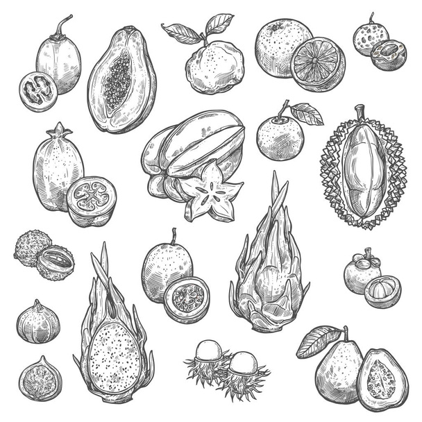 Екзотичні тропічні фрукти ізольовані ескізи
 - Вектор, зображення