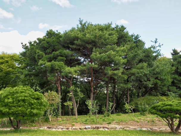  Pine landschap in Korea - Foto, afbeelding