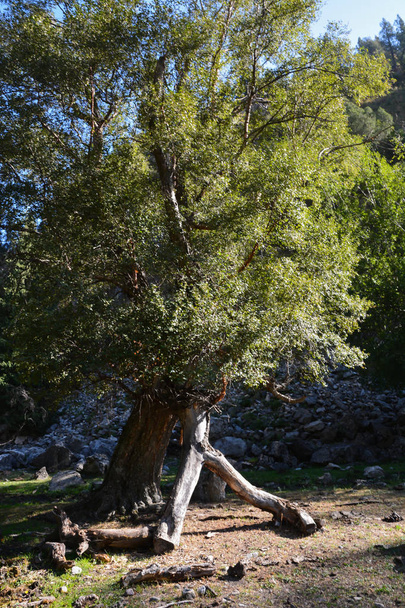 Красивое странное дерево в горах
 - Фото, изображение