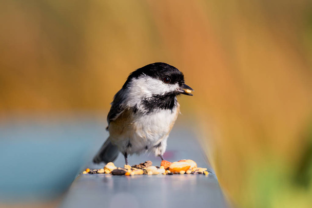 Black Capped Chickadee jedzenie nasion ptaków z platformy jesienią - Zdjęcie, obraz