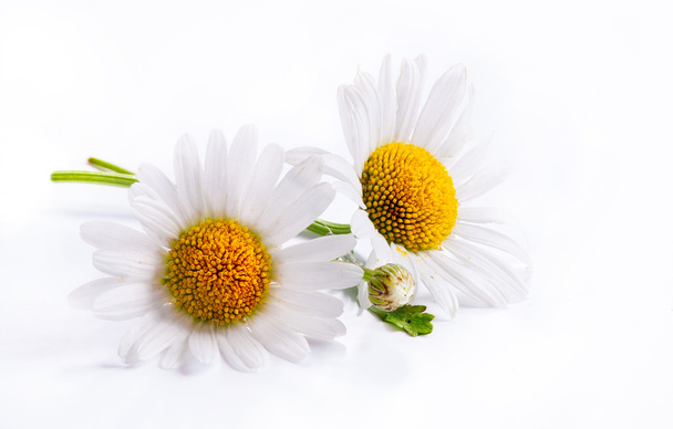 arte margaritas primavera flor blanca aislada sobre fondo blanco
 - Foto, imagen
