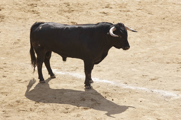 Arenada boğa mücadele. Bullring. Toro bravo. İspanya. Yatay - Fotoğraf, Görsel