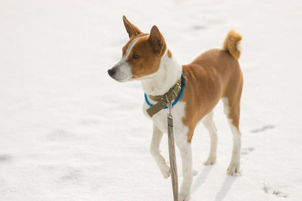 Retrato de perro maduro Basenji de pie sobre una nieve fresca y mirando hacia el lejano
 - Foto, imagen