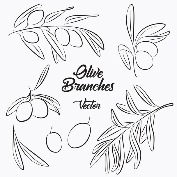 Vector Illustration of 5 Handpainting Olives Branches - Vector, Image