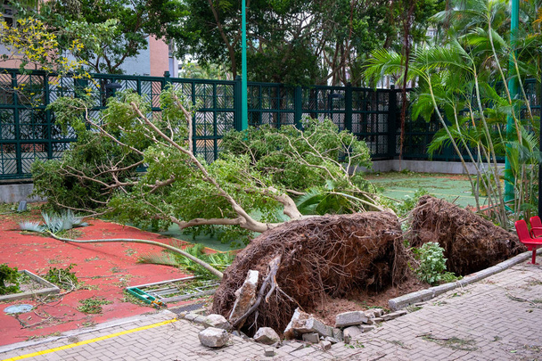 香港では、台風の後の倒れた木 - 写真・画像