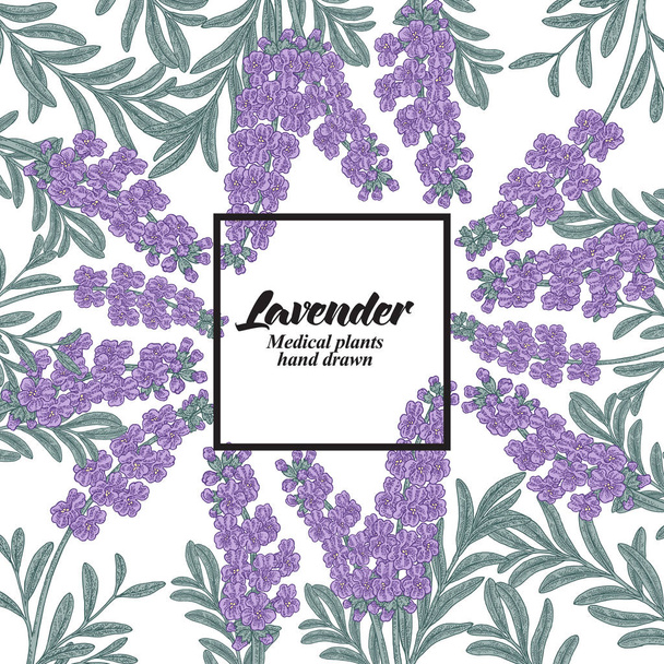 Hand drawn background with lavender flowers. Medical plants. Vector illustration. - Vector, Image