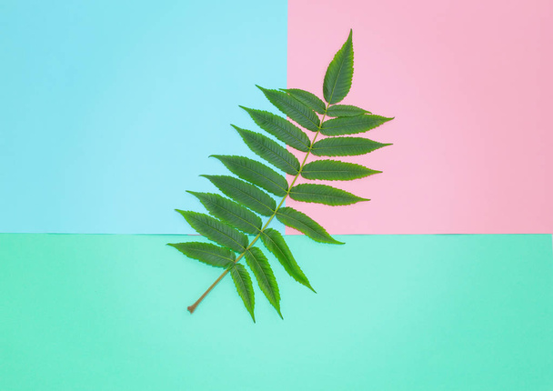 Top view of the green leaf lies on the colored cardboard of pink, blue and light green color. - Φωτογραφία, εικόνα