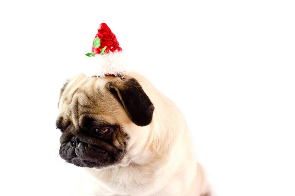 Very sad dog pug with the christmas hat on the white ground. Isolated - Fotoğraf, Görsel