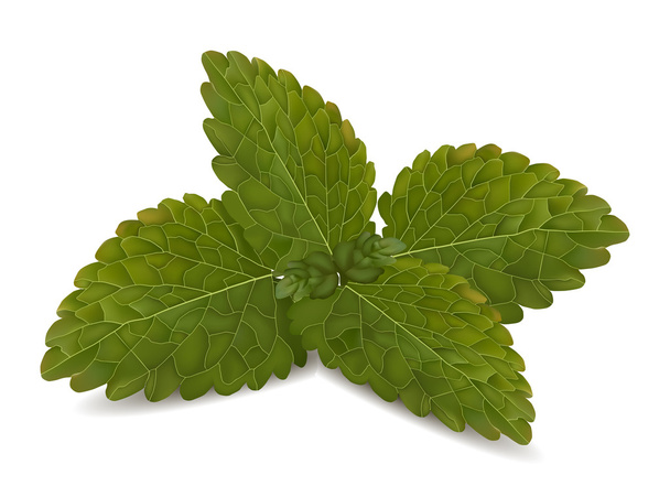 Fresh mint leaves - Vector, Image