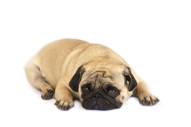 A lying pug dog looks sad. Isolated - Foto, imagen