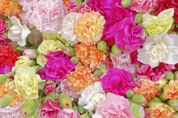 various carnation flowers, colorful background - Photo, Image