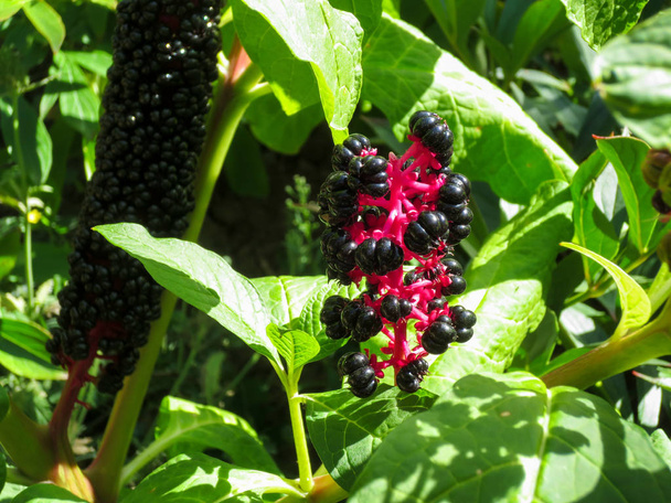 Purple black fruit Phytolacca americana against a background of green leaves. - Photo, Image