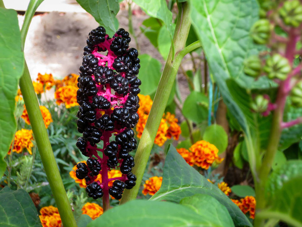 Mor siyah meyve Phytolacca americana sonbahar bahçe. - Fotoğraf, Görsel