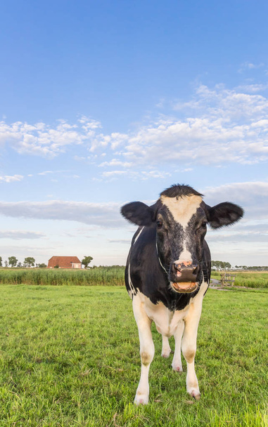 Hollandalı siyah beyaz inek ve bir çiftlik Groningen, Hollanda - Fotoğraf, Görsel