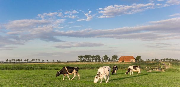 Panorama de vacas y una granja en Groningen, Países Bajos
 - Foto, imagen