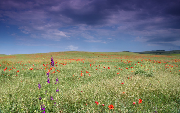 bloeiende steppe - Foto, afbeelding