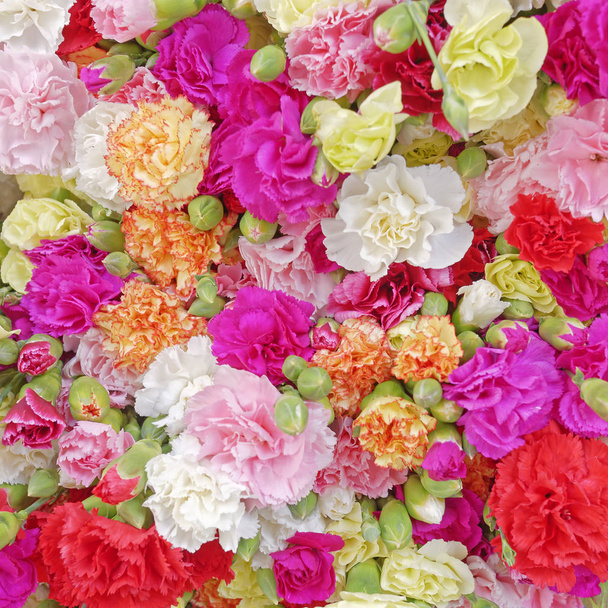 várias flores de cravo, fundo colorido
 - Foto, Imagem