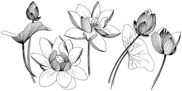 Άνθος λωτού στο ένα στυλ διάνυσμα απομονωμένη. Απομονωμένη εικονογράφηση στοιχείο. Πλήρης ονομασία του φυτού: lotus. Διάνυσμα λουλούδι για φόντο, υφή, μοτίβο περιτύλιγμα, πλαίσιο ή στα σύνορα. - Διάνυσμα, εικόνα