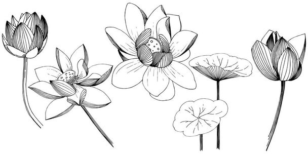 分離ベクトル スタイルで蓮の花。孤立した図の要素。植物の完全な名前: ロータス。背景、テクスチャ、ラッパー パターン、枠や図面枠のベクターの花. - ベクター画像