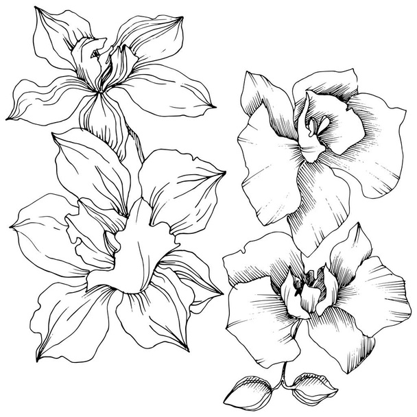 Векторный тропический цветок орхидей. Цветочный ботанический цветок. Изолированный элемент иллюстрации. Векторный цветок для фона, текстуры, узора обертки, рамки или границы
. - Вектор,изображение