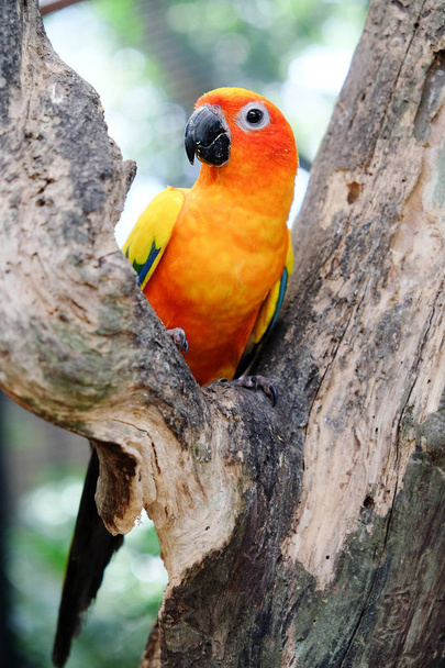 Portret van zon papegaaiachtigen - Foto, afbeelding