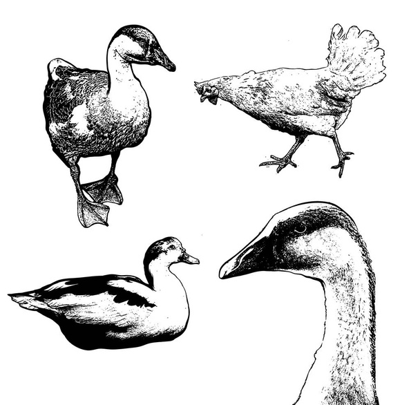 Vector set of hand drawn illustration of poultry isolated . Collection of sketches of goose, duck, chicken. Template for card, poster, banner, print for t-shirt, pin, badge, patch. - Διάνυσμα, εικόνα