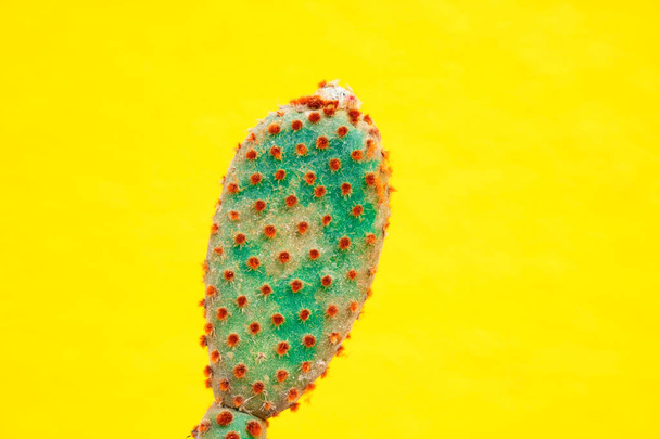 closeup green Cactus on yellow  background . Fashion pattern. Art Gallery Minimal. - Photo, Image