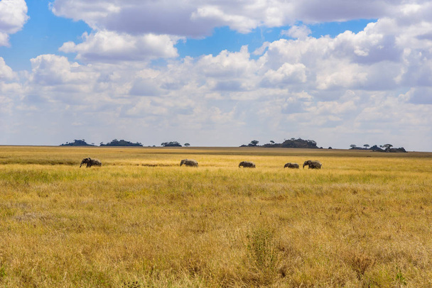 African Elephant Herd in the savannah of Serengeti at sunset. Acacia trees on the plains in Serengeti National Park, Tanzania.  Wildlife Safari trip in  Africa. - 写真・画像