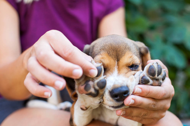 Tricolor purebred beagle puppy - Foto, afbeelding