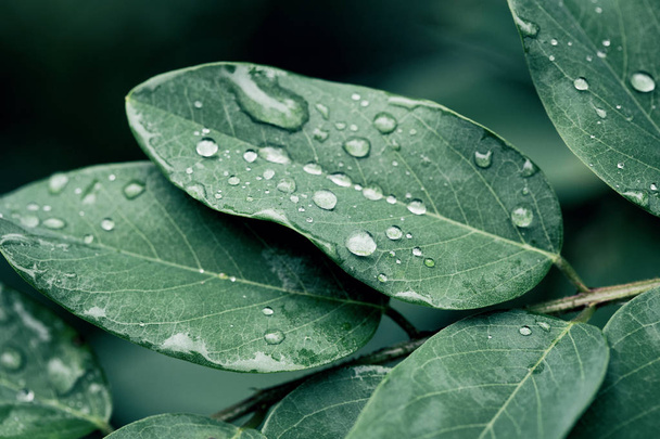 Зелене листя з краплями води крупним планом після дощу
 - Фото, зображення
