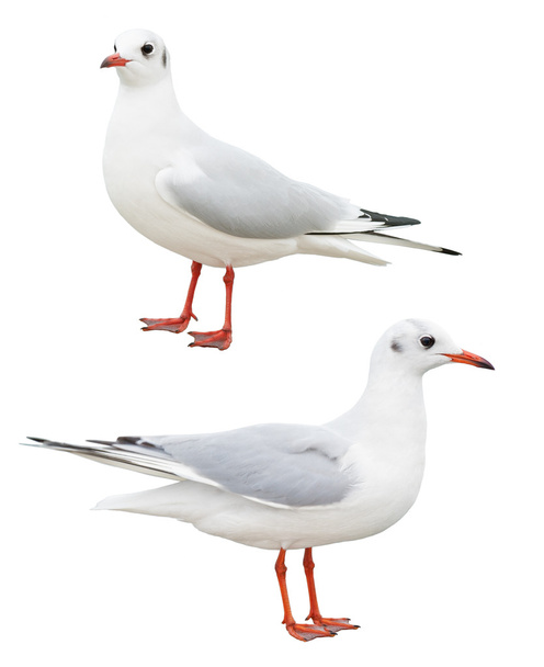 white bird seagull isolated - Photo, Image