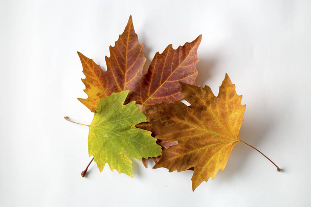 autumn maple leaves on white background - Photo, Image