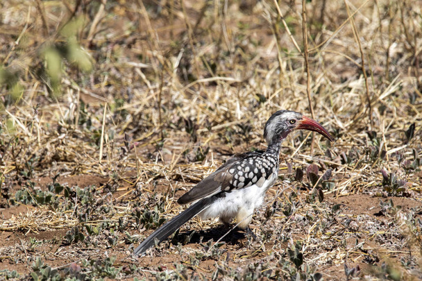 Red-billed Hornbill, Tockus erythrorhynchus, Chobe National Park, Botswana - Photo, Image