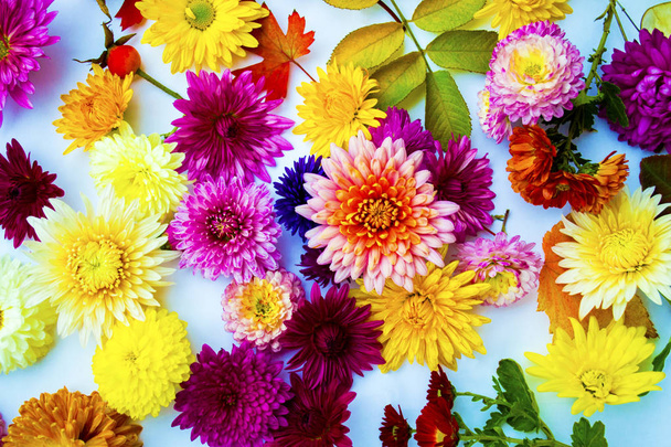 Autumn floral background of chrysanthemums - Photo, Image