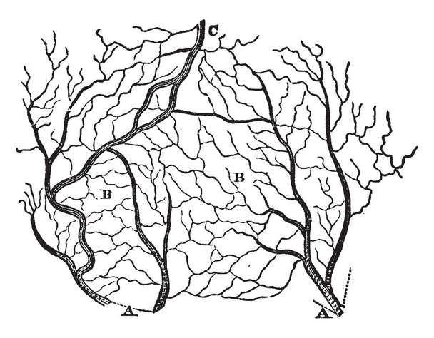 Diese Abbildung stellt die Arterien und Venen eines Hautschnitts, die Vintage-Linienzeichnung oder die Gravierillustration dar.. - Vektor, Bild