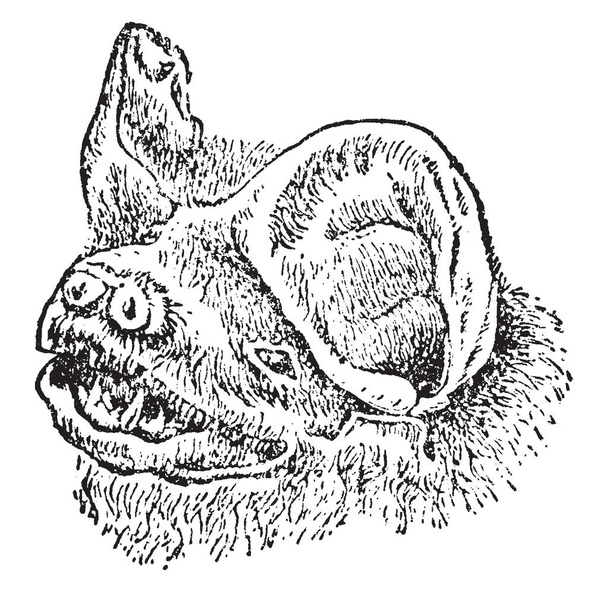 Head of Mastiff Bat is generally quite robust and consist of many strong flying forms with relatively long and narrow wings, vintage line drawing or engraving illustration. - Vector, Image