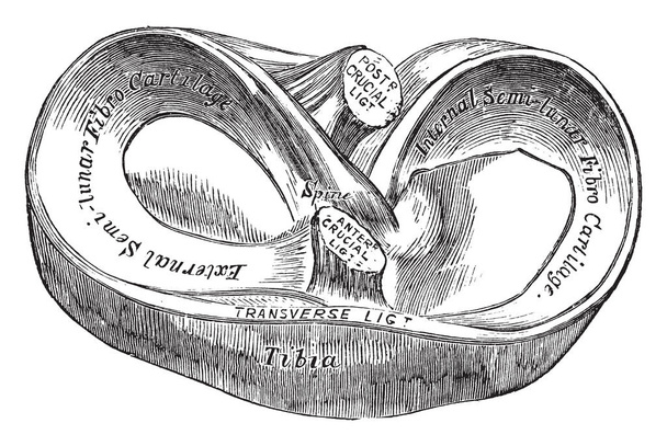 Deze afbeelding vertegenwoordigt hoofd van Tibia gezien above, vintage lijntekening of gravure illustratie. - Vector, afbeelding