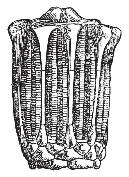 Eucalyptocrinus son crinoides paleozónicos. Encontrado en piedra caliza Devónica en Eifel. Ilustración muestra vista interior de crinoide, dibujo de línea vintage o ilustración de grabado
. - Vector, imagen
