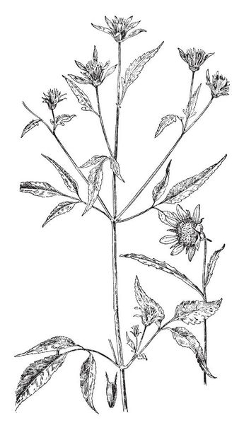 L'espèce Virginia Snakeroot est communément appelée Aristolochiaceae, ses feuilles sont disposées alternativement. Fleurs comme trompette en forme, dessin de ligne vintage ou illustration de gravure
. - Vecteur, image