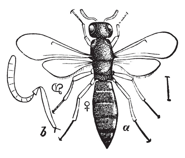 Scelio — рід паразитичні комахи Proctotrypidae сім'ї, vintage штриховий малюнок або ілюстрація гравіювання. - Вектор, зображення